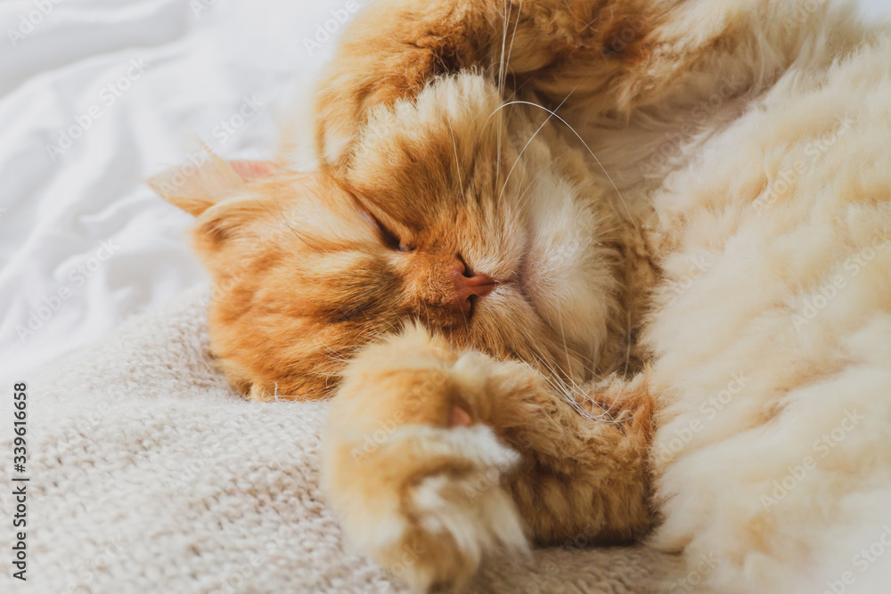 Cute Cat Sleeping and Relaxed Snuggling on the bed. Animal Friendly Concept. Golden Persian Cat Kitten Close up for Background.