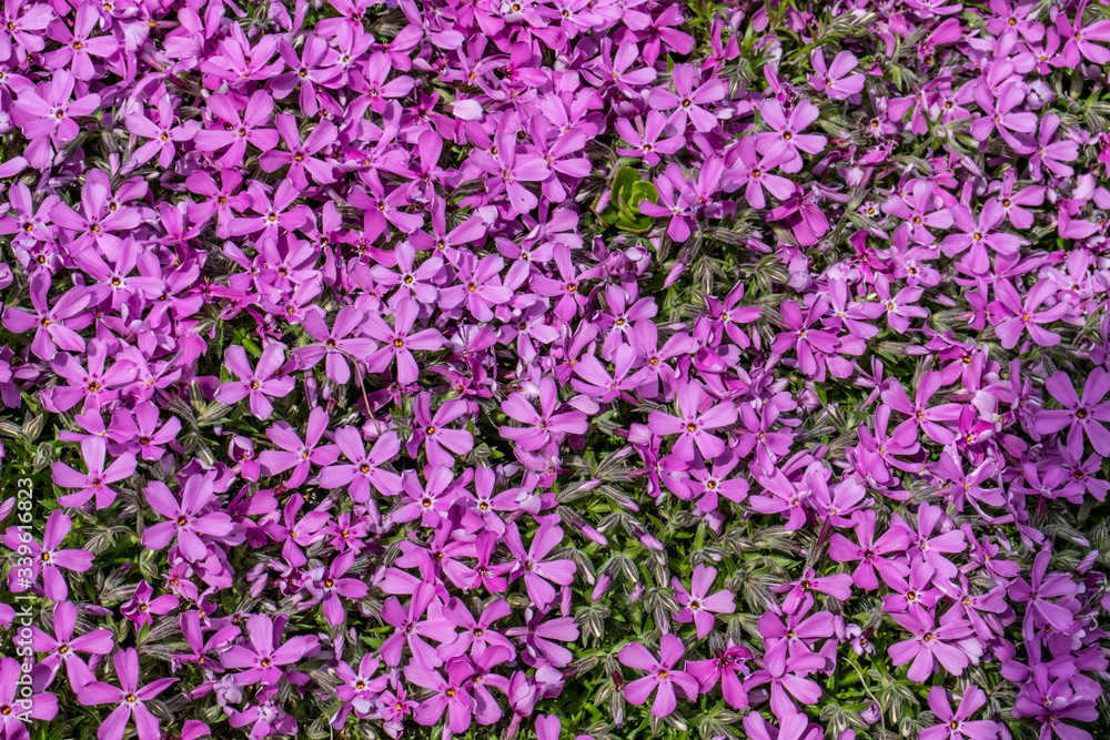 little blooming purple flowers from detail in the garden in spring time little blooming purple flowers from detail in the garden in spring time