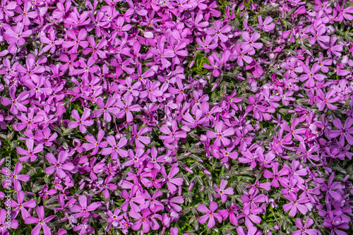 little blooming purple flowers from detail in the garden in spring time