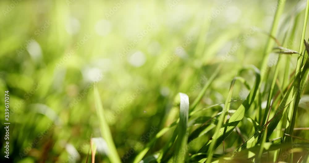 Bright green grass, thin blades growing on blurred green bokeh grassy background. Perfect green grassy video background for text or logo. Bright green grass, thin blades growing on blurred green bokeh grassy background. Perfect green grassy video background for text or logo.