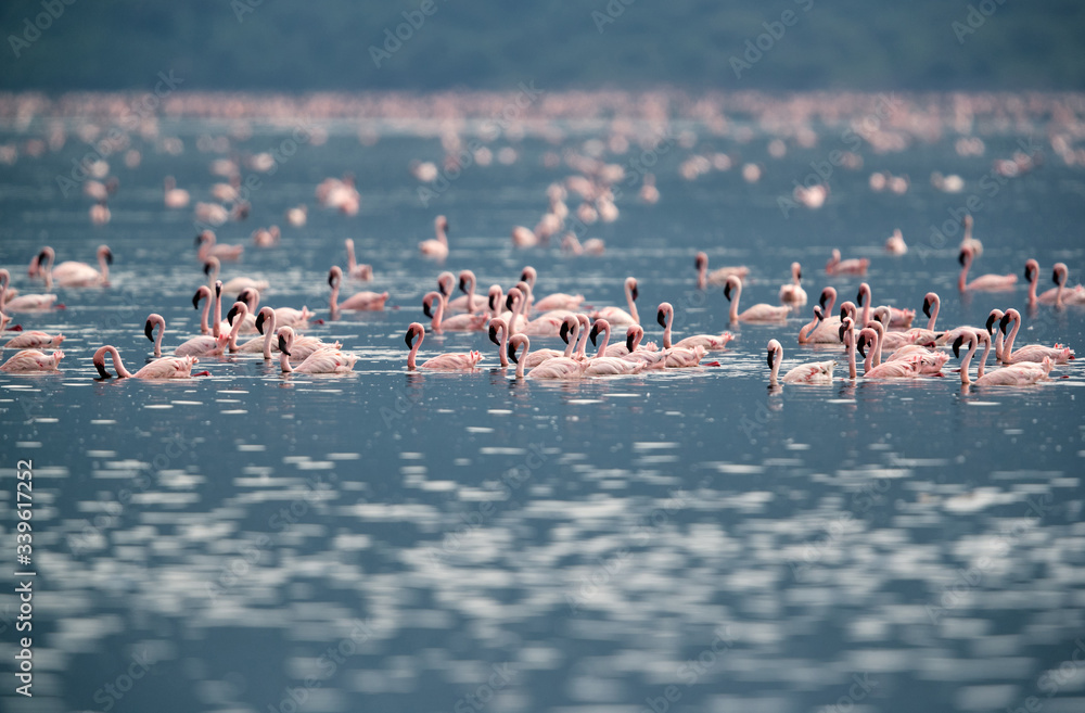 Fototapeta premium Lesser Flamingos