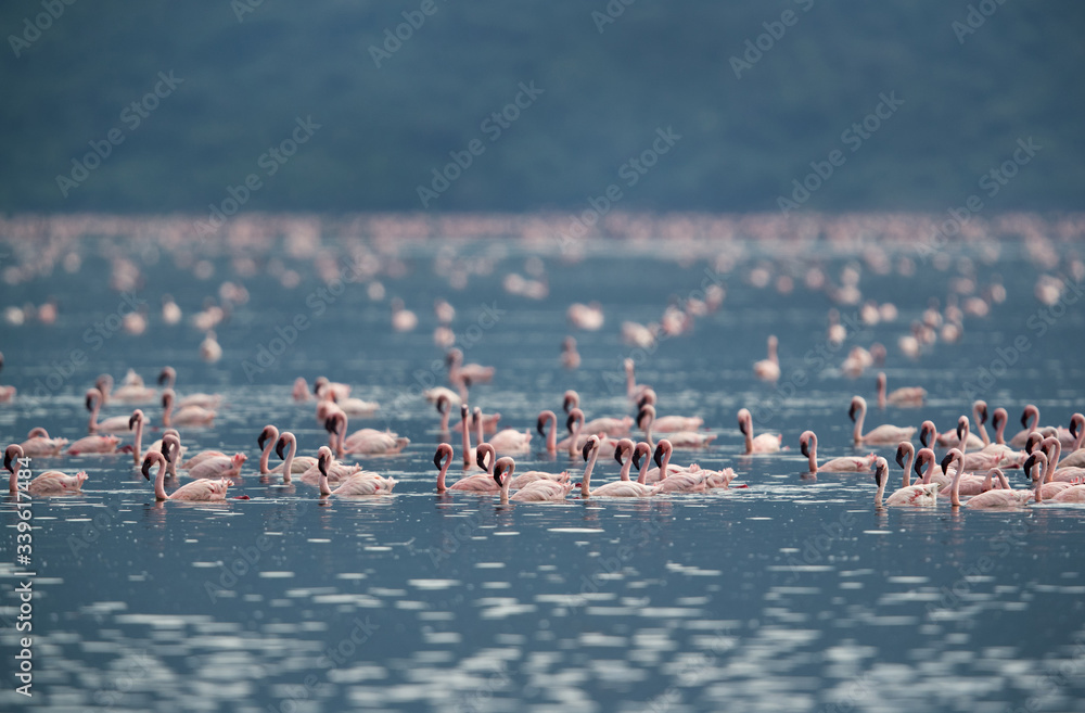 Naklejka premium Lesser Flamingos swimming in water