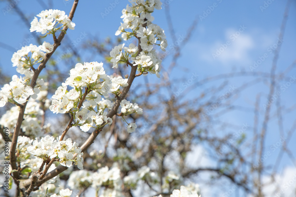 cherry blossom with sky background and a bee close up