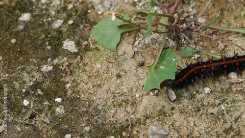 Larva of the Indian Fritillary butterfly - Argyreus hyperbius - has eaten violet leaf.  Without sounds