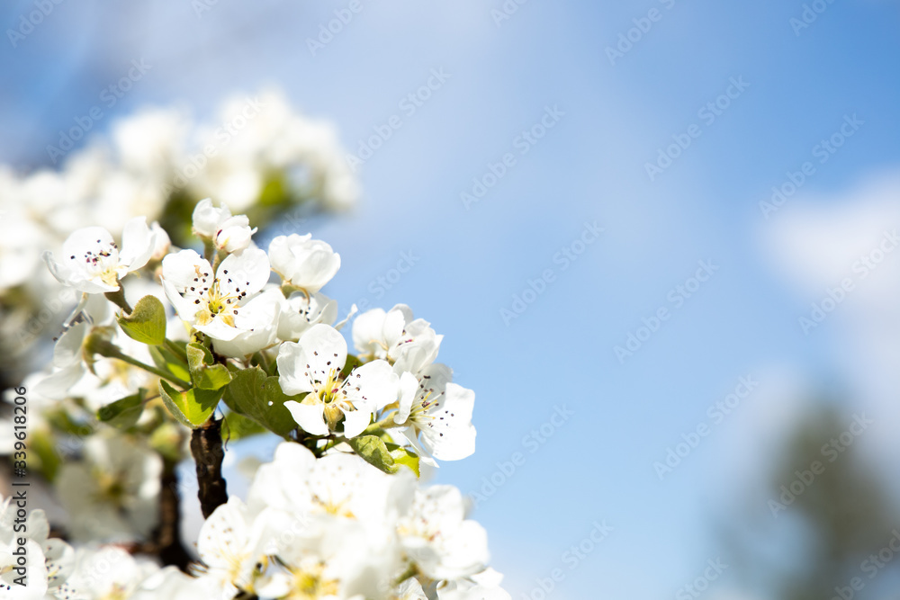 cherry blossom with sky background and a bee close up