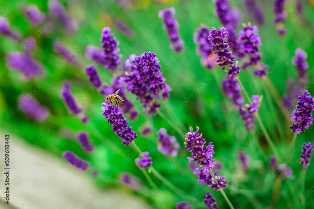 Lavender flowers blooming. Purple field flowers background. Tender lavender flowers.
Lavender flowers blooming. Purple field flowers background. Tender lavender flowers.