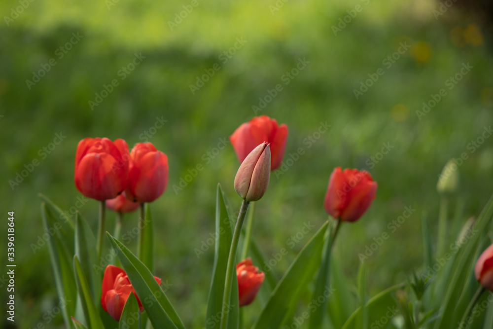 Red tulips with green grass background close up Red tulips with green grass background close up