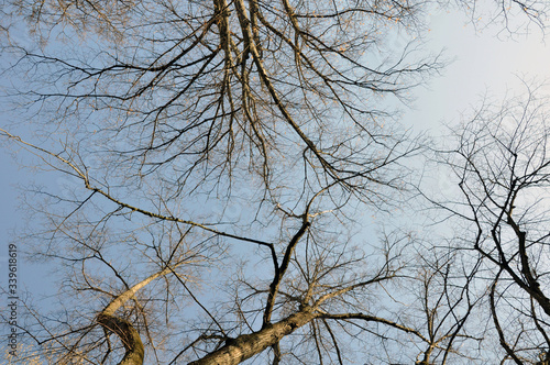 Upward perspective view of silhouettes of bare trees against a blue sky.