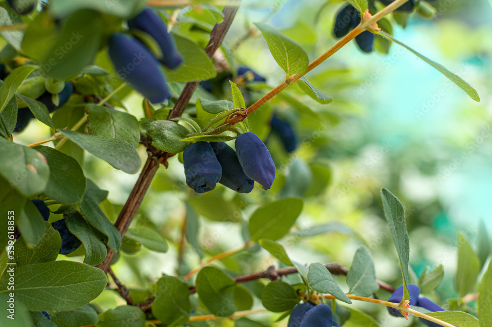 Haskap berries growing in a garden. Natural healthy eating idea.