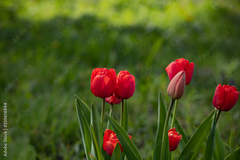 Red tulips with green grass background close up Red tulips with green grass background close up