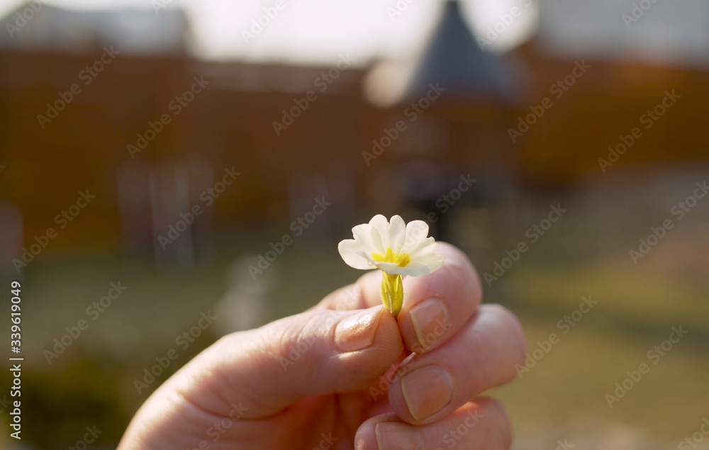 Hand with a small spring flower