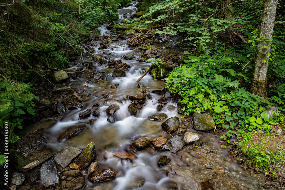 Bach im Wald Bach im Wald