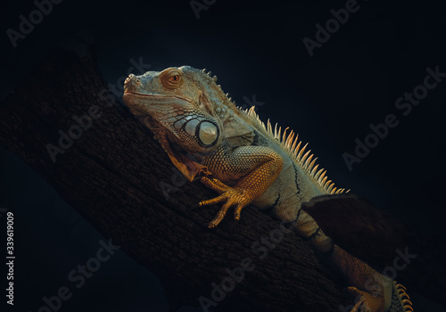 Green Iguana © James Arup