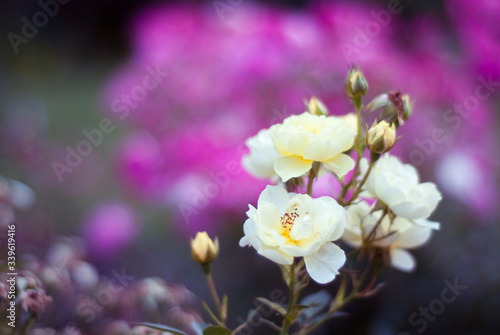 close up of a white flower