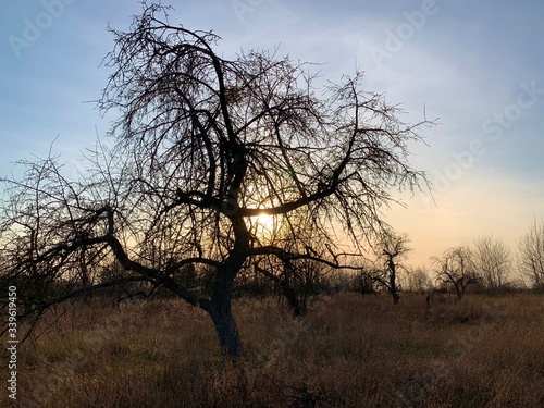 Tree without leaves on a sunset background. The sun penetrates through the rays through the branches of a tree. The trunk of an old plant with branches.