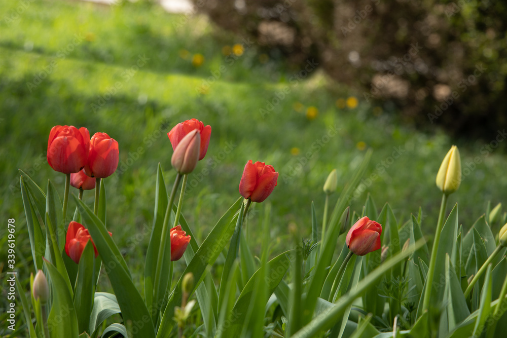 Obraz premium Red tulips with green grass background close up