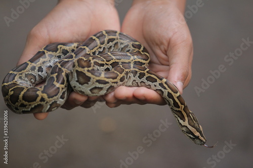 Python molurus is a large, nonvenomous python species native to tropical and subtropical regions of the Indian subcontinent and Southeast Asia.