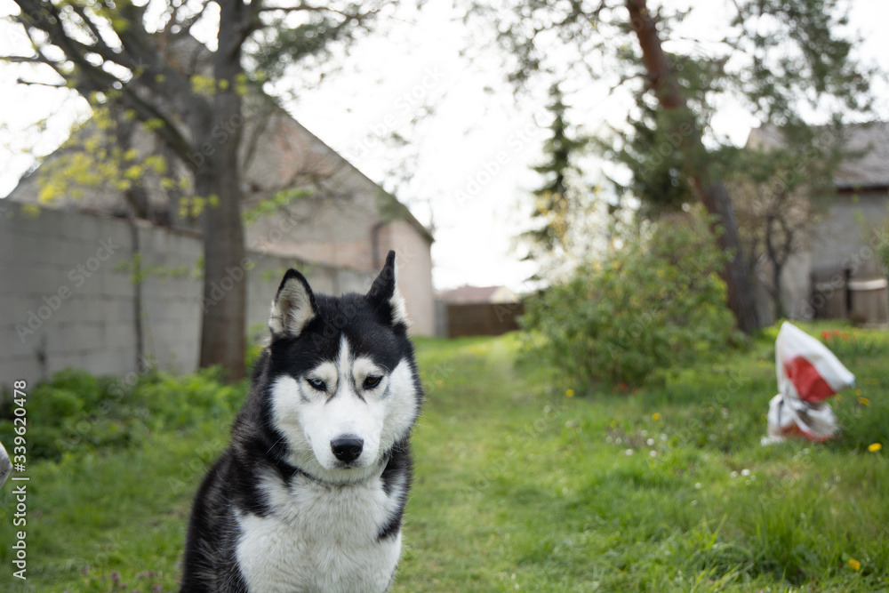 husky dog close up n garden green background