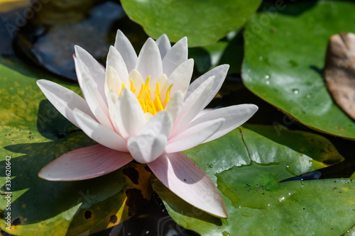 Close up of one delicate white water lily flower (Nymphaeaceae) in full bloom on a water surface in a summer garden, beautiful outdoor floral background photographed with soft focus 