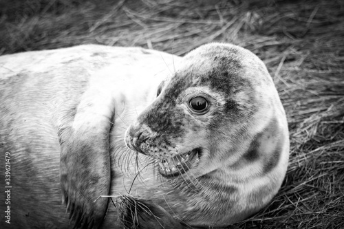 black and white seal