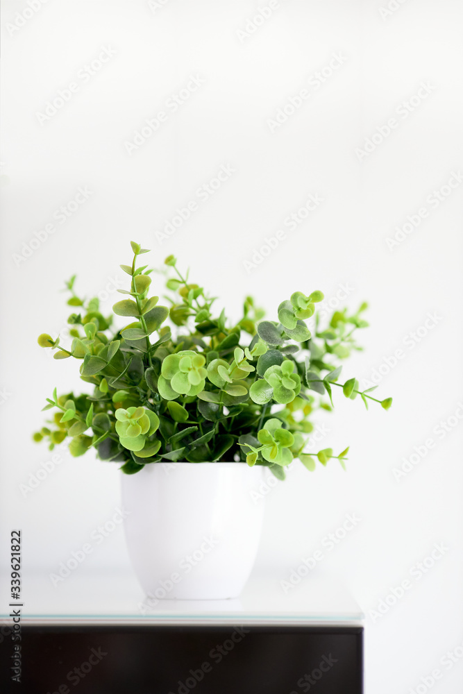 Isolated green plant on white background. Vertical Isolated green plant on white background. Vertical