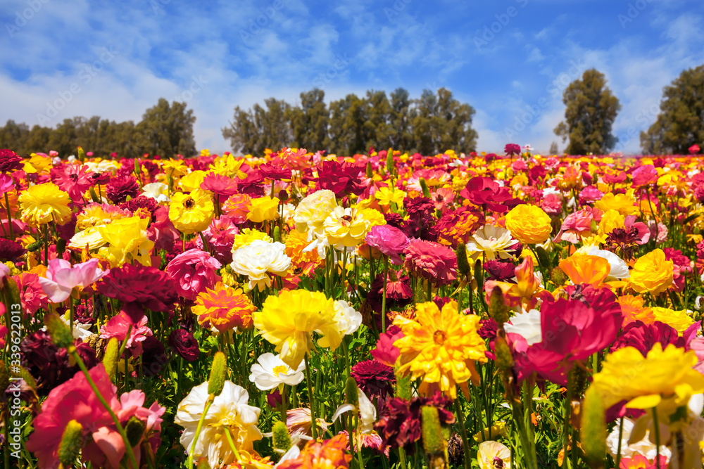 Fototapeta premium The southern border of Israel