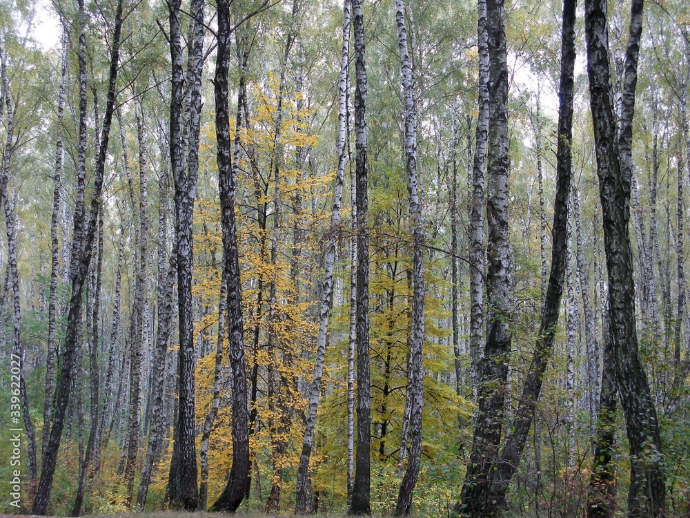 Gorgeous Autumn Gorgeous Autumn