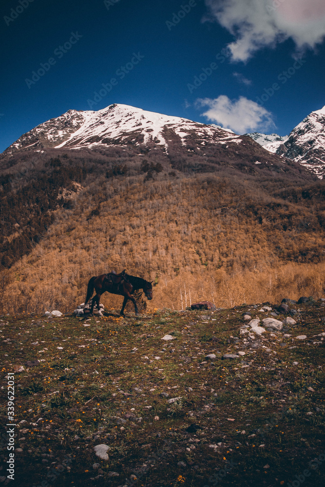 horse on a background of mountains