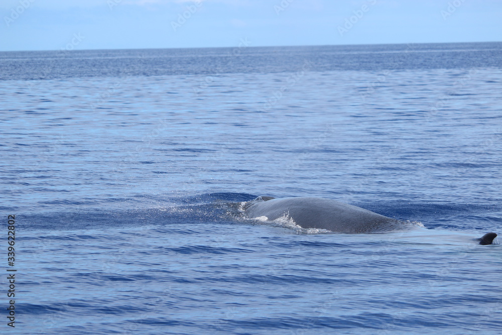 Obraz premium Walbeobachtung