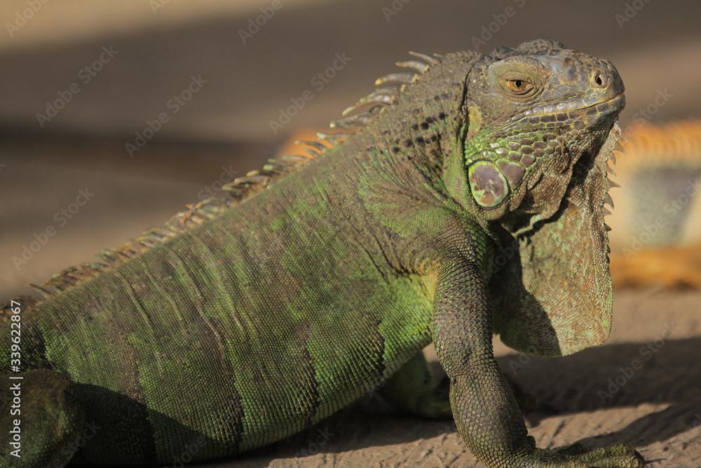 Obraz premium Iguana is a genus of herbivorous lizards that are native to tropical areas of Mexico, Central America, South America, and the Caribbean.