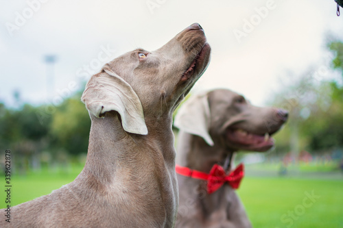 Portrait of two Weimaraner dogs looking up in the park, on the green grass.