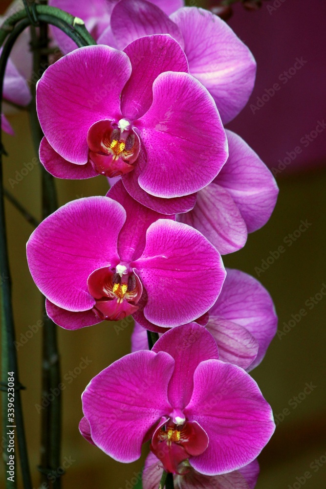 Flowers Flowers