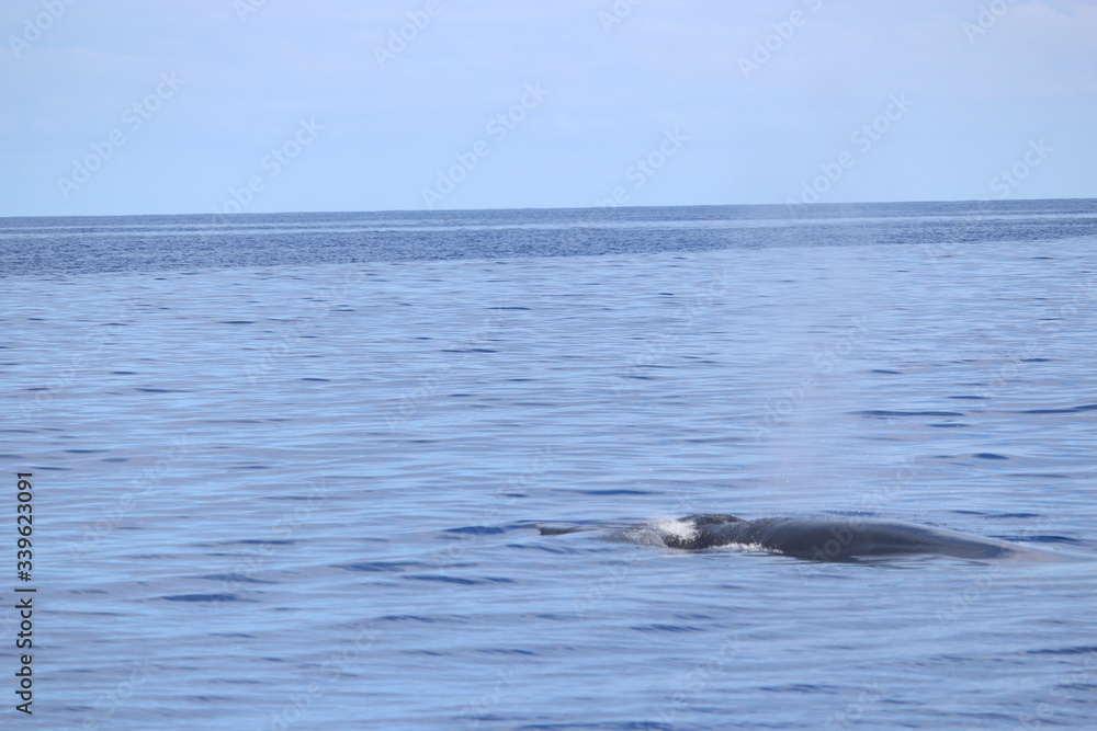 Fototapeta premium Walbeobachtung