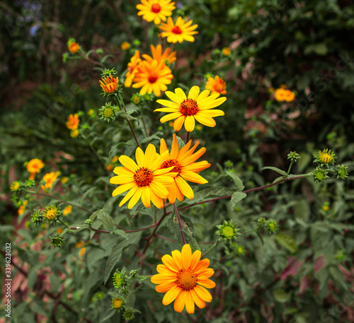 daisies in the Bolivian jungle