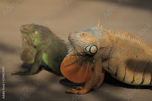 Iguana is a genus of herbivorous lizards that are native to tropical areas of Mexico  Central America  South America  and the Caribbean.