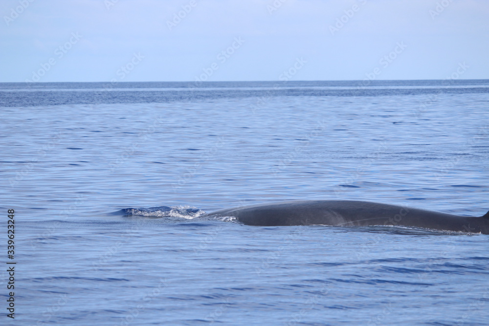 Fototapeta premium Walbeobachtung