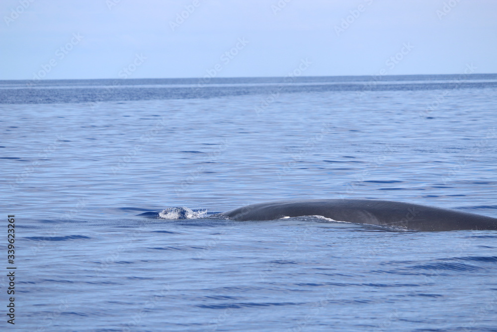 Fototapeta premium Walbeobachtung