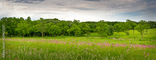Huge drifts of purple coneflowers add their color to the summer prairie.