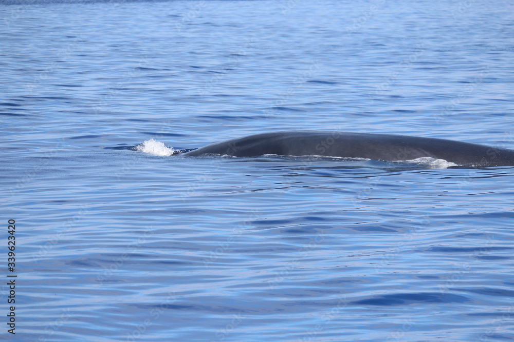 Fototapeta premium Walbeobachtung