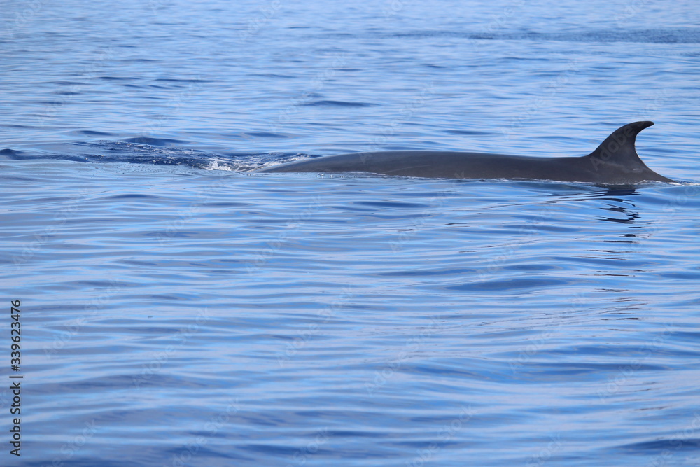 Obraz premium Walbeobachtung