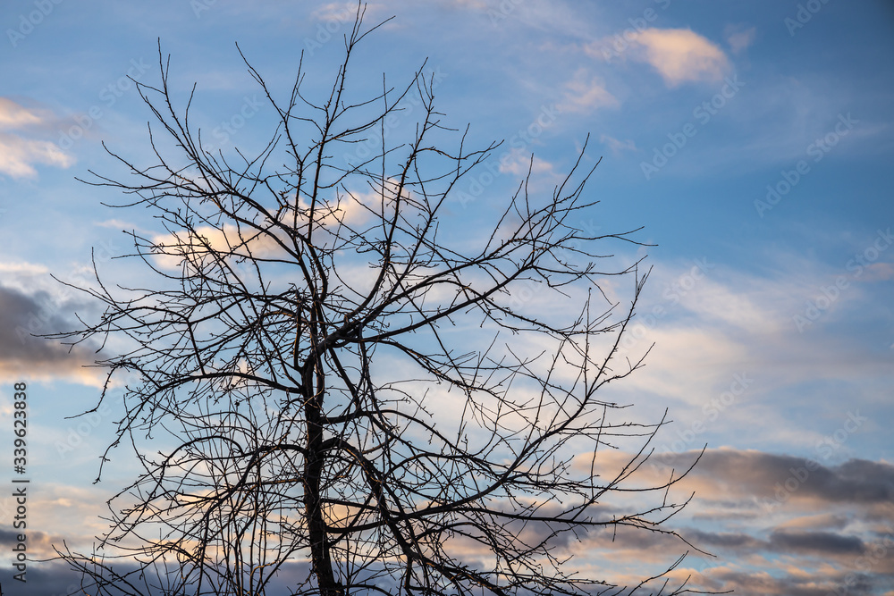 Branches of wild apple tree in the park in winter on a blue sky background Branches of wild apple tree in the park in winter on a blue sky background