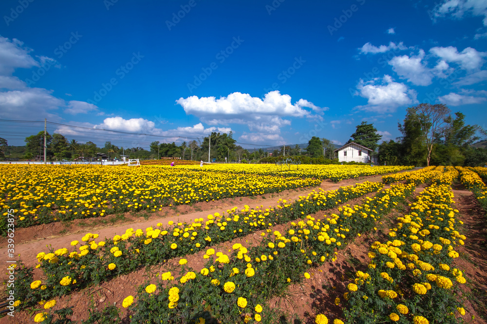 Obraz premium field of yellow flowers