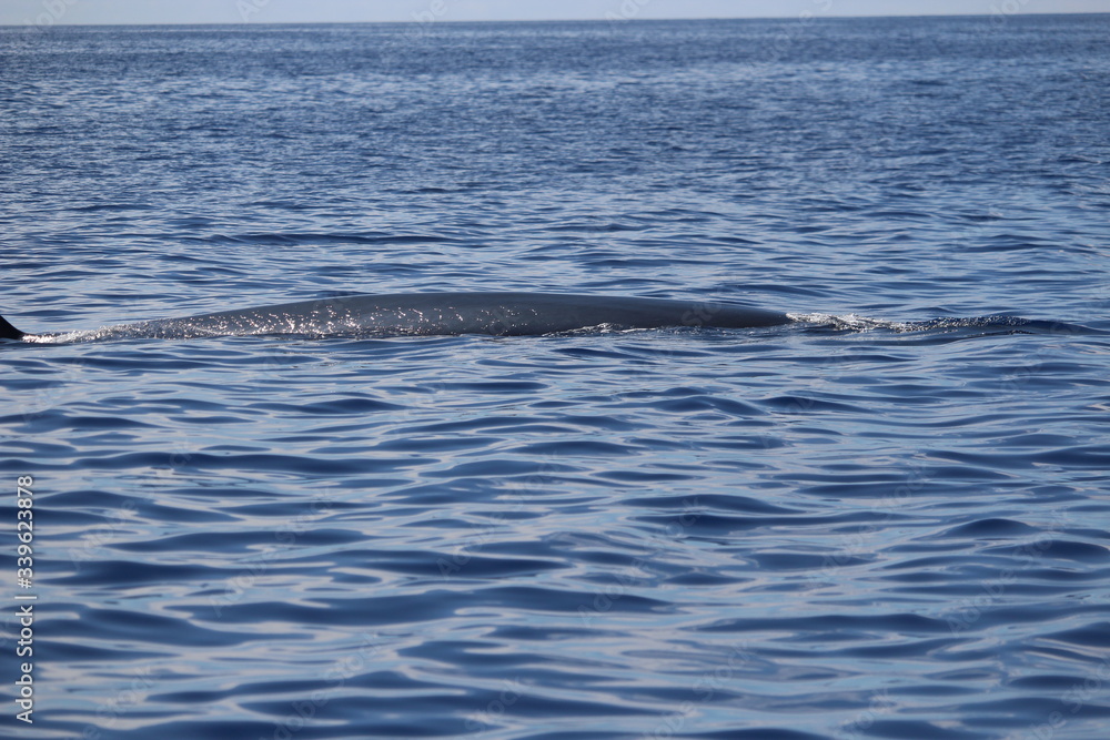 Obraz premium Walbeobachtung