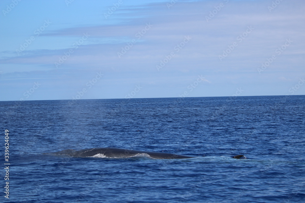 Obraz premium Walbeobachtung