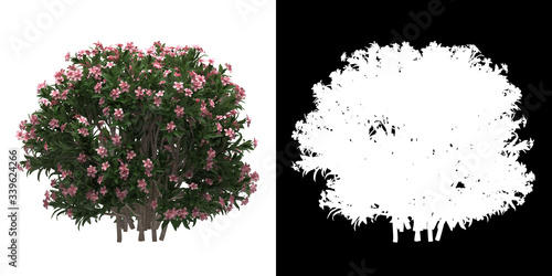 Left view of tree (Nerium Oleander Dwarf) png with alpha channel to cutout 3D rendering photo