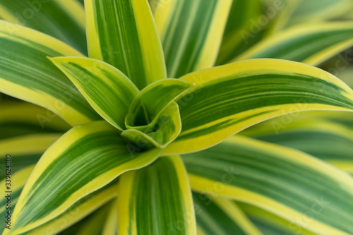 Close-up of the yellow-green leaves of the dracaena reflexa tree.