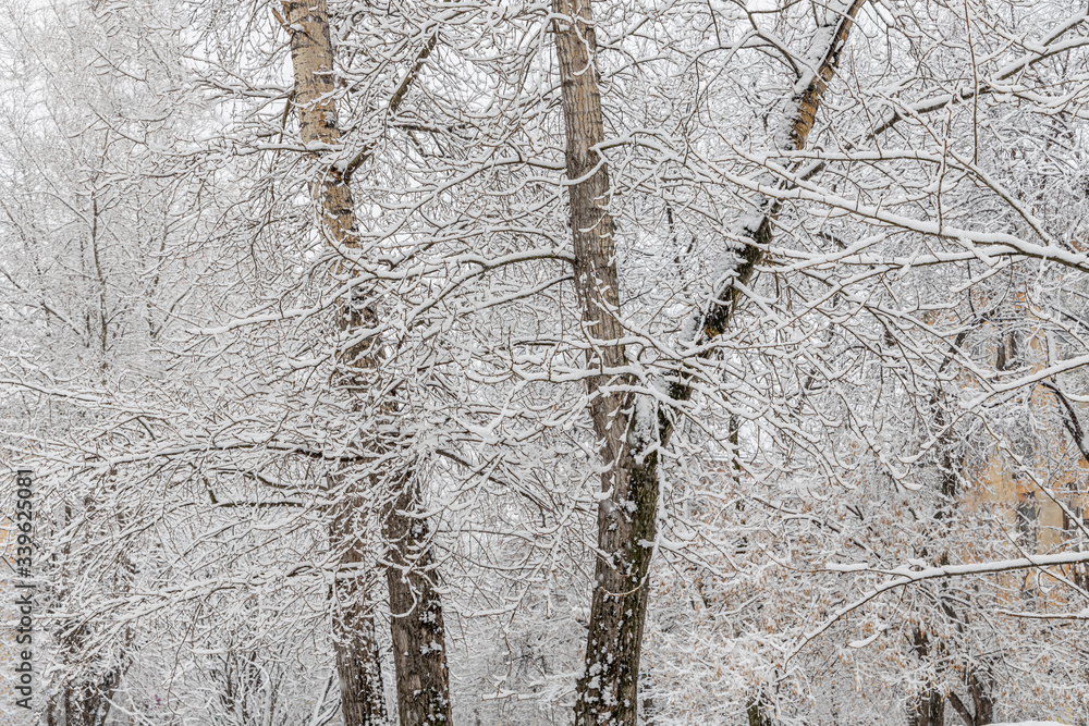 Brown poplar branches covered with white fluffy snow are in winter day Brown poplar branches covered with white fluffy snow are in winter day
