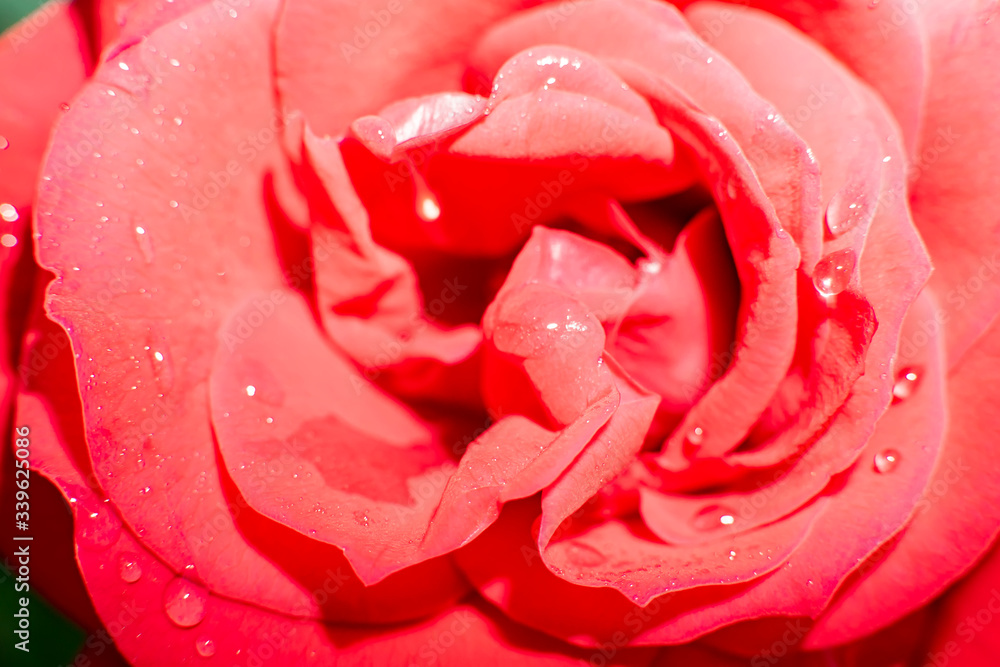 rose flower red Bud close up