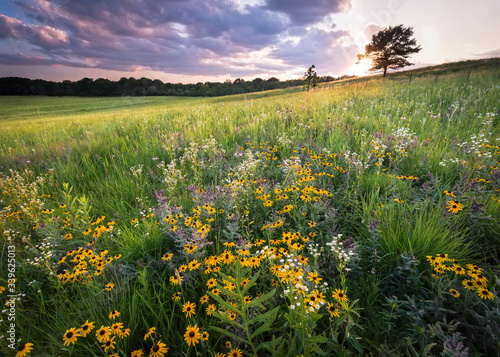 A Midwest prairie full of blooming summer wildflowers bathed in warm light from a setting sun. photo