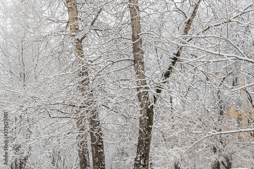 Brown poplar branches covered with white fluffy snow are in winter day